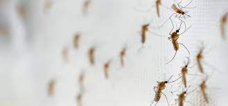 Método Wolbachia contra o Aedes mira cidades da bacia do Paraopeba