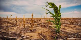Estudo aponta impacto negativo de mudanças climáticas na agricultura