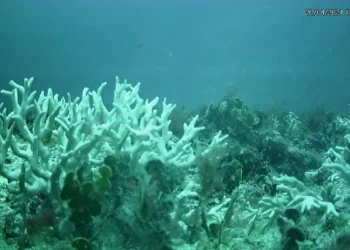 Edital do BNDES destina R$ 43 milhões para proteção de ilhas oceânicas