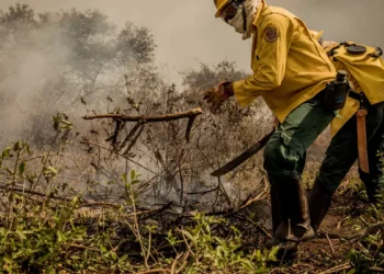Incêndios no Pantanal já consumiram este ano mais de 15% do bioma