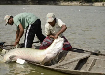 Peixes têm quantidade limitada para captura em 2024