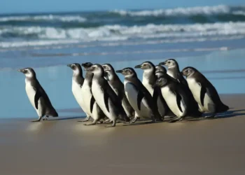 Petrobras reabilitou 1,1 mil animais encontrados nas praias em 2023