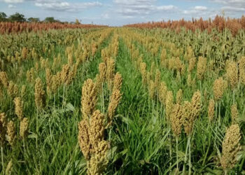 Pesquisa de opinião aponta que maioria dos produtores rurais adota plantas de cobertura