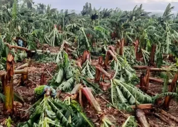 Ventania devasta plantações de banana na região do Vale do Ribeira