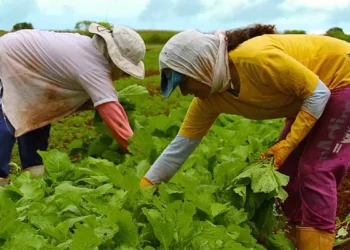 Embrapa capacitará técnicos de países africanos em produção agrícola