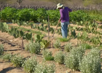 Rendimento de trabalhador rural sobe 5,5% no 1º trimestre