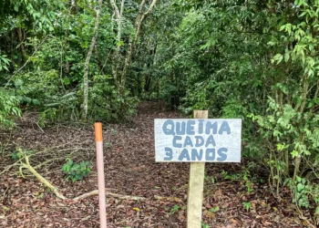 Laboratório a céu aberto permite pesquisas sobre queimadas