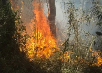“Certamente alguém pôs fogo”, diz chefe do Parque da Serra dos Órgãos