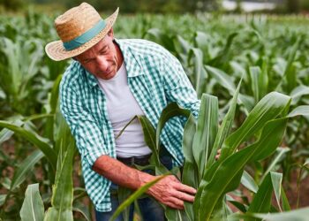 Sicoob estima liberar R$ 7 bilhões em crédito rural no período de pré-custeio