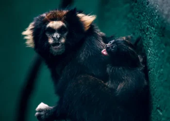 SP: Zoológico comemora sucesso em reprodução de saguis-da-serra-escuro