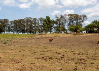 Seca extrema derruba produtividade de cana e usinas antecipam colheita
