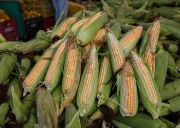 Feira do Milho começa dia 18 no Centro Comercial de Camaçari