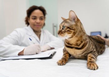 Doenças cardíacas em pets é tema de ação preventiva em Salvador