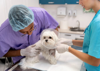 Clivet realiza ação preventiva contra zoonoses no sábado (13) em Salvador