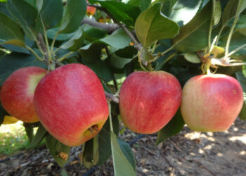 Capacitação estimula produção de frutas de climas temperado e subtropical no semiárido brasileiro