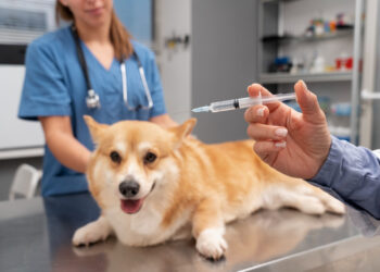 Seu pet está protegido? Falta de vacinação em cães e gatos abre portas para doenças em animais e humanos
