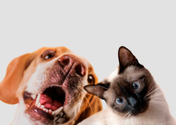 Novembro Azul Pet: Clivet realiza campanha de prevenção ao câncer em cães e gatos