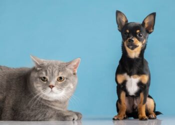 Parasitas em cães e gatos: ação em Salvador alerta para como preveni-los