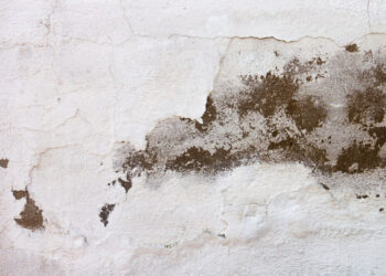 Paredes com mofo? Conheça os riscos associados ao fungo e como evitá-lo