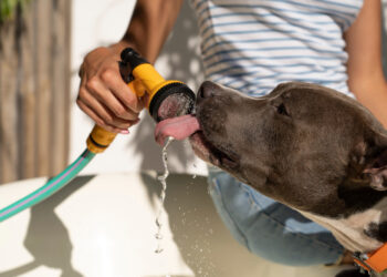 Proteja seu pet: ondas de calor exigem atenção redobrada