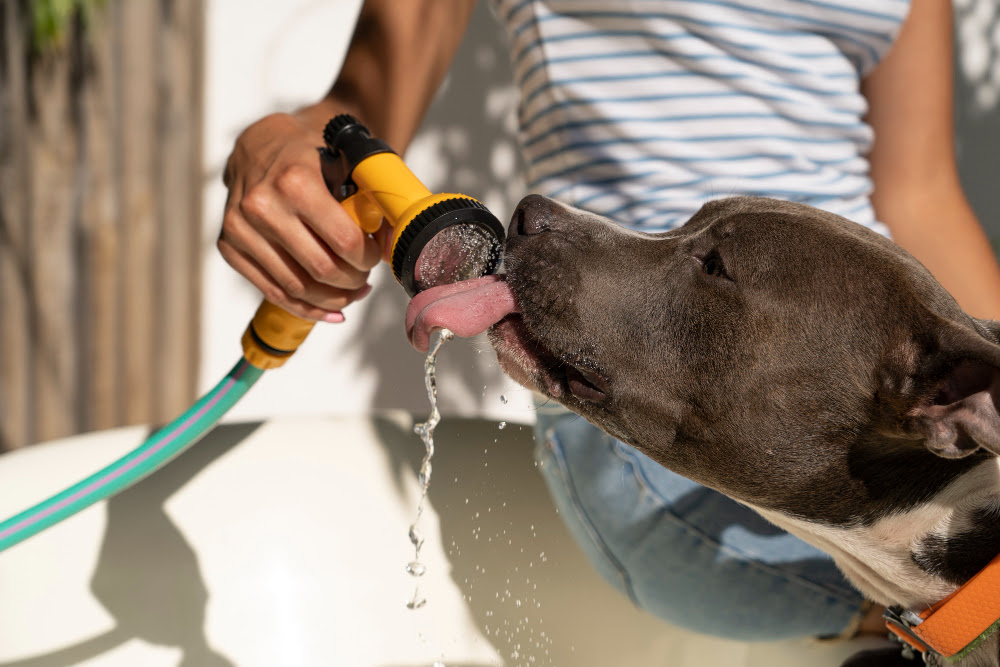 Proteja seu pet: ondas de calor exigem atenção redobrada