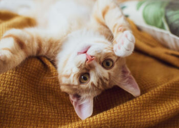 Dia do Gato: Saiba quais cuidados são essenciais ao adotar um felino