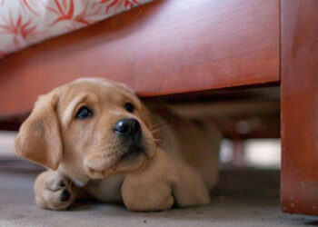 Saiba como amenizar desconforto dos pets durante queima de fogos de artifício no São João