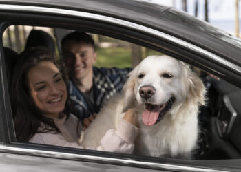 Saiba cuidados necessários para viajar com animais de carro durante o São João
