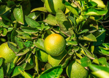 Aumento da produtividade de citros e milho é destaque em evento na Bahia; conheça tecnologia utilizada na região