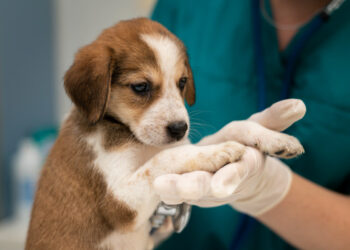 Saiba os riscos de medicar seu pet sem orientação veterinária