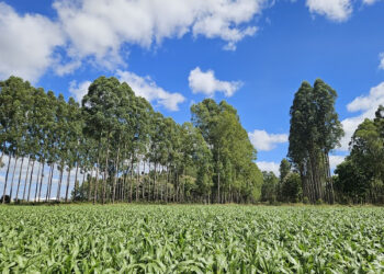 Feira AgroBrasília 2025 destaca Integração Lavoura-Pecuária com foco em sustentabilidade e eficiência no campo