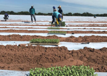 Neoenergia Coelba convoca cerca de 3 mil clientes irrigantes e aquicultores para atualização cadastral