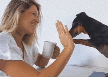 Como ensinar seu cachorro a fazer xixi e cocô no lugar certo