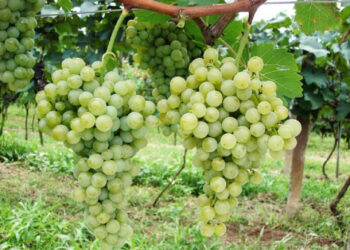 Vitivinicultura se apresenta como alternativa rentável na região do Cerrado