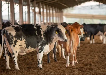 Dois lotes da vacina Excell 10 podem ter matado quase 200 animais