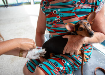 Campanha de vacinação antirrábica já vacinou mais de 5 mil animais em Lauro de Freitas; ação segue até 8 de setembro