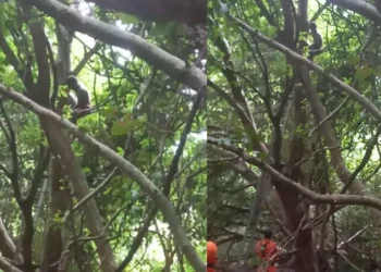 Homem na árvore: tentativa de resgate já dura mais de 2 dias