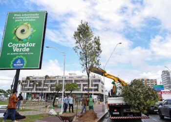 Secis reforça plantio de árvores pelo programa Corredor Verde em Salvador