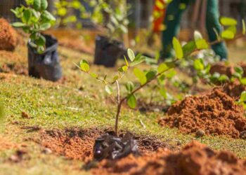 Plantio no Viveiro de Restinga de Praia do Flamengo fortalece preservação ambiental em Salvador