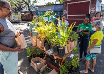 Prefeitura promove distribuição de 1 mil mudas no Dia da Árvore neste domingo (21)