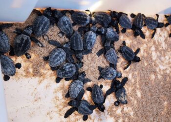 Temporada de tartarugas marinhas começa em Busca Vida e reforça cuidados de preservação