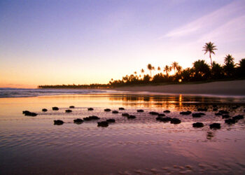 Temporada de tartarugas marinhas 2025/2026 começa no Litoral Norte da Bahia e especialistas alertam para cuidados