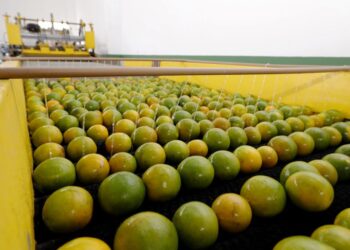 Rio Real recebe unidade de beneficiamento da citricultura e mira na exportação da laranja orgânica