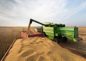 Bahia lidera produção de grãos no Nordeste e deve colher quase 13,6 milhões de toneladas na safra 2024/25