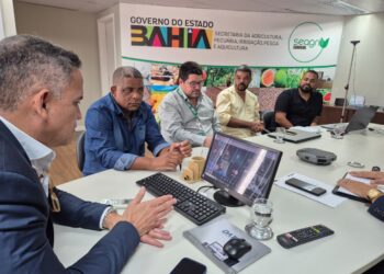 Bahia lidera produção nacional de sisal e alinha novas estratégias para o setor