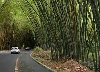 Motorista por aplicativo e passageiros sofrem emboscada no bambuzal, próximo ao Aeroporto, e tem pertences roubados