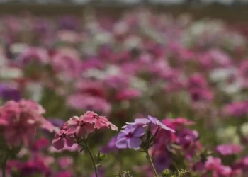 Primavera começa com chegada de frente fria, temporais e fortes ventos