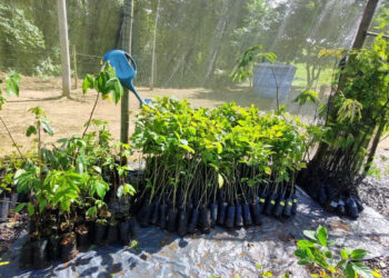 Desafio Latitude 12 realiza doação de mil mudas de árvores nativas na  Reserva Sapiranga