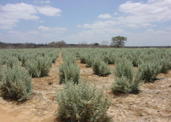 Projeto em agricultura biossalina vai fortalecer comunidades do Semiárido