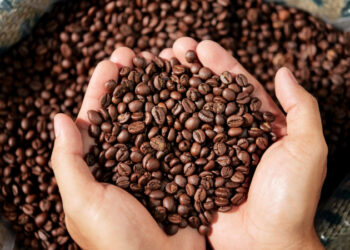 Bahia estrutura cadeia produtiva do café para conquistar mercados internacionais